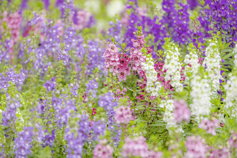 夏の花壇,花壇,花畑,アンゲロニア,花,お花,フラワー,はな,咲,夏,初夏,花弁,綺麗,きれい,キレイ,flower,summer,フルサイズ撮影