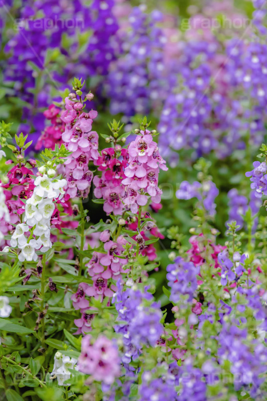 夏の花壇,花壇,花畑,アンゲロニア,花,お花,フラワー,はな,咲,夏,初夏,花弁,綺麗,きれい,キレイ,flower,summer,フルサイズ撮影