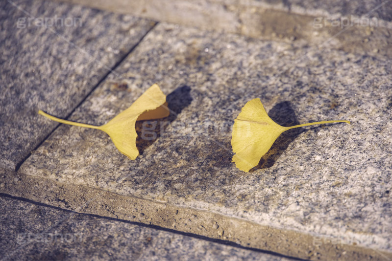 見つめ合うふたり,いちょう落葉,紅葉落葉,イチョウ落ち葉,イチョウ,いちょう,落ち葉,銀杏,紅葉,こうよう,もみじ,モミジ,紅葉狩り,黄葉,落葉広葉樹,カエデ科,秋,季語,色づく,照紅葉,照葉,自然,japan,autumn,フルサイズ撮影