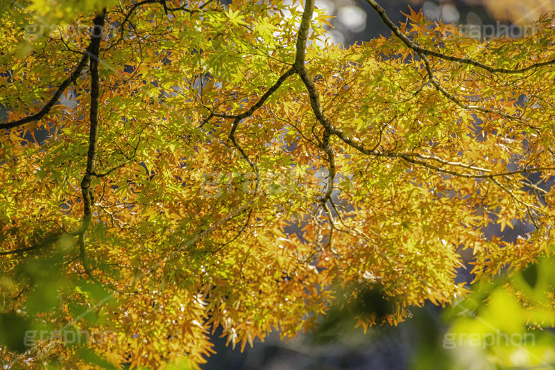 紅葉,赤、黄、緑が綺麗なもみじ,グラデーション,もみじ,真っ赤,色づく,自然,植物,木々,秋,季語,草木,japan,autumn,gradation,フルサイズ撮影