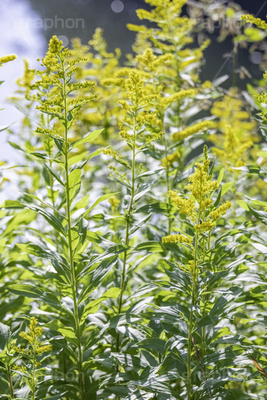 セイタカアワダチソウ,花,フラワー,秋,帰化植物,外来種,黄色,flower,autumn,フルサイズ撮影