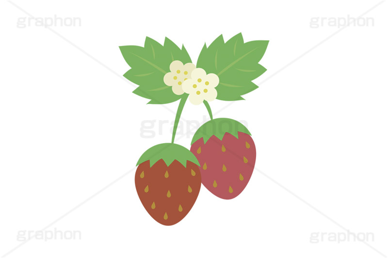苺の花,花,フラワー,苺,いちご,イチゴ,ストロベリー,フルーツ,果実,果物,デザート,挿絵,挿し絵,fruit,strawberry,flower