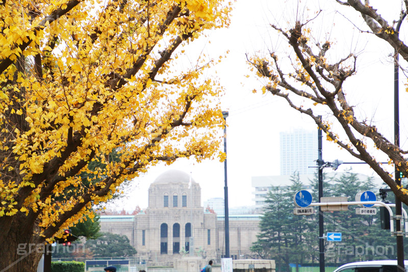 神宮外苑イチョウ並木,神宮外苑,イチョウ並木,紅葉,イチョウ,いちょう,銀杏,こうよう,もみじ,モミジ,紅葉狩り,黄葉,落葉広葉樹,カエデ科,秋,季語,落ち葉,外苑前,港区,japan,autumn