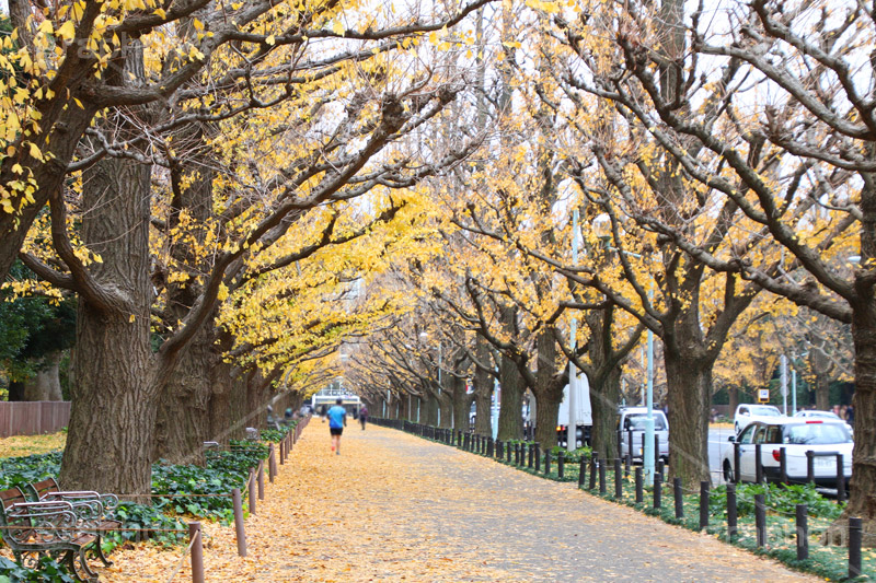 神宮外苑イチョウ並木,神宮外苑,イチョウ並木,紅葉,イチョウ,いちょう,銀杏,こうよう,もみじ,モミジ,紅葉狩り,黄葉,落葉広葉樹,カエデ科,秋,季語,落ち葉,外苑前,港区,japan,autumn