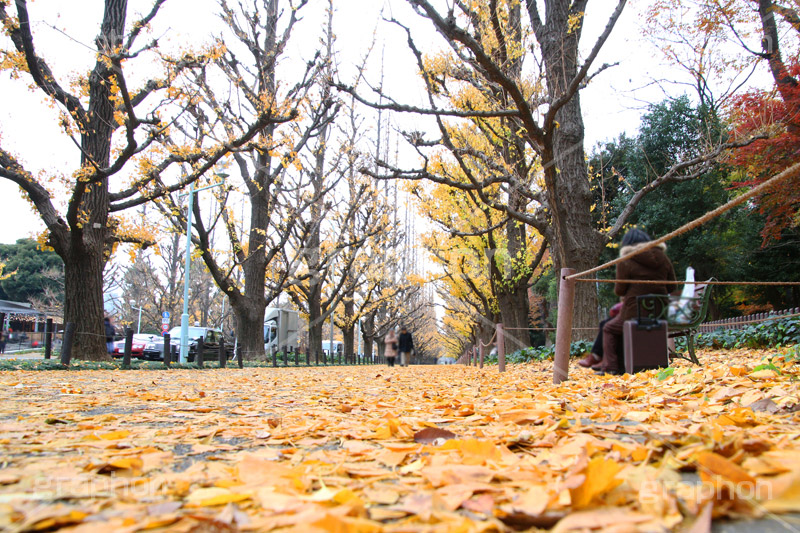 神宮外苑イチョウ並木,神宮外苑,イチョウ並木,紅葉,イチョウ,いちょう,銀杏,こうよう,もみじ,モミジ,紅葉狩り,黄葉,落葉広葉樹,カエデ科,秋,季語,落ち葉,外苑前,港区,japan,autumn