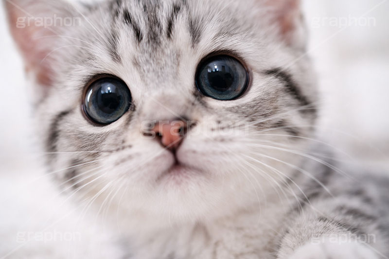 アメリカンショートヘアの子猫,ねこ,ネコ,猫,子猫,キャット,アメリカンショートヘア,アメショ,かわいい,カワイイ,可愛い,キュート,ペット,動物,cute,pet,cat,AI生成素材