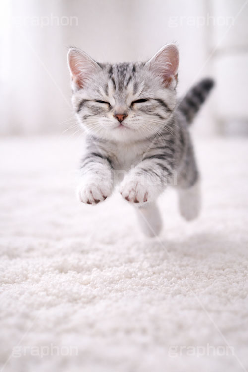 アメリカンショートヘアの子猫,走る,駆けっこ,一生懸命,ねこ,ネコ,猫,子猫,キャット,アメリカンショートヘア,アメショ,かわいい,カワイイ,可愛い,キュート,ペット,動物,cute,pet,cat,AI生成素材