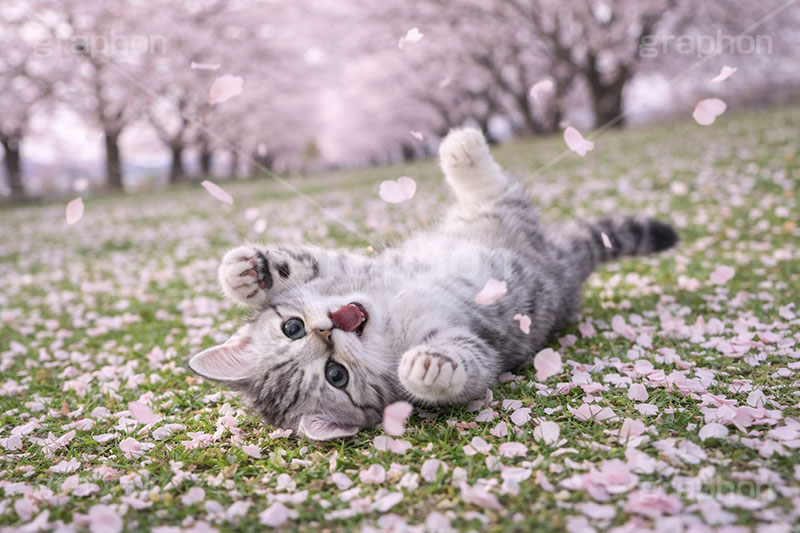 桜のじゅうたん,芝生,桜吹雪,桜,さくら,サクラ,春,花見,花弁,花びら,散る,寝転び,ゴロゴロ,ごろごろ,ニャー,にゃー,はしゃぐ,桜の花びら,公園,散歩,アメリカンショートヘアの子猫,ねこ,ネコ,猫,子猫,キャット,アメリカンショートヘア,アメショ,かわいい,カワイイ,可愛い,キュート,ペット,動物,cute,pet,cat,spring,blossom,AI生成素材