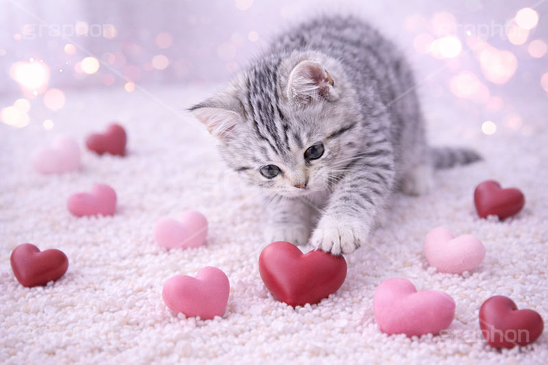 ハート,愛,恋,バレンタインデー,バレンタイン,アメリカンショートヘアの子猫,ねこ,ネコ,猫,子猫,キャット,アメリカンショートヘア,アメショ,かわいい,カワイイ,可愛い,キュート,ペット,動物,cute,pet,cat,valentine,present,heart,AI生成素材