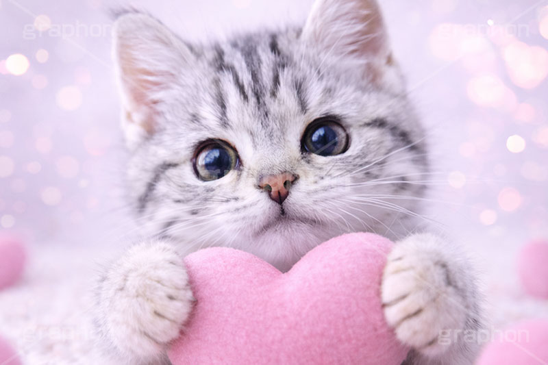 ハート,愛,恋,バレンタインデー,バレンタイン,アメリカンショートヘアの子猫,ねこ,ネコ,猫,子猫,キャット,アメリカンショートヘア,アメショ,かわいい,カワイイ,可愛い,キュート,ペット,動物,cute,pet,cat,valentine,present,heart,AI生成素材