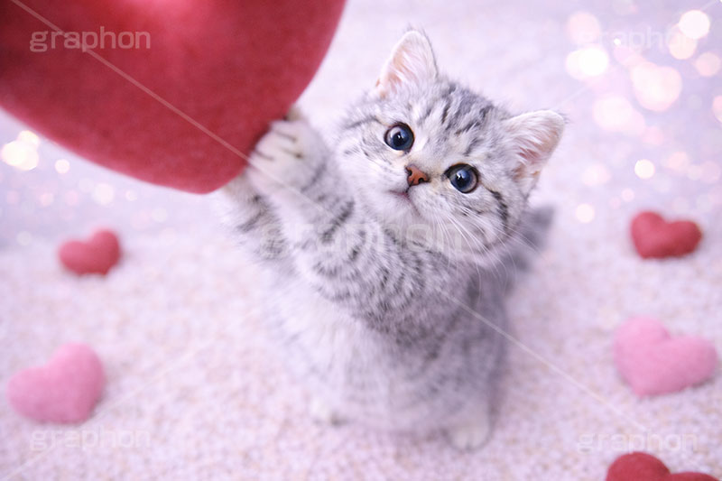 ハート,愛,恋,バレンタインデー,バレンタイン,アメリカンショートヘアの子猫,ねこ,ネコ,猫,子猫,キャット,アメリカンショートヘア,アメショ,遊び,かわいい,カワイイ,可愛い,キュート,ペット,動物,cute,pet,cat,valentine,present,heart,AI生成素材