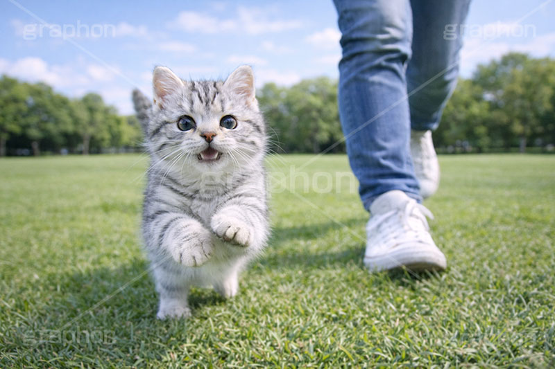 散歩,走る,芝生,公園,アメリカンショートヘアの子猫,ねこ,ネコ,猫,子猫,キャット,アメリカンショートヘア,アメショ,はしゃぐ,かわいい,カワイイ,可愛い,キュート,ペット,飼い主,動物,cute,pet,cat,AI生成素材