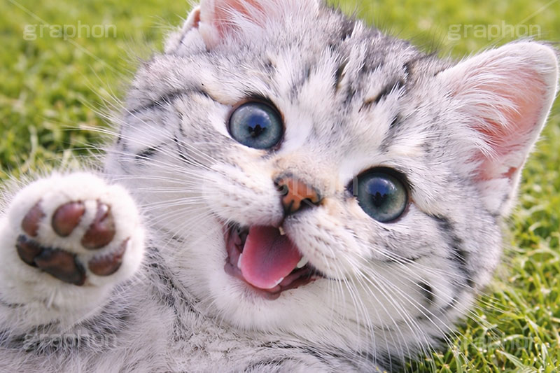 散歩,芝生,公園,アメリカンショートヘアの子猫,ねこ,ネコ,猫,子猫,ごろごろ,ゴロゴロ,にゃー,ニャー,キャット,アメリカンショートヘア,アメショ,かわいい,カワイイ,可愛い,キュート,ペット,飼い主,動物,cute,pet,cat,AI生成素材