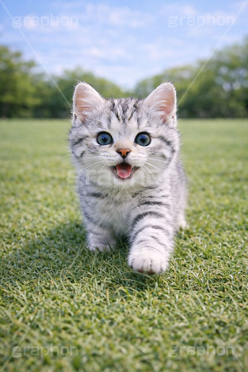 散歩,走る,芝生,公園,アメリカンショートヘアの子猫,ねこ,ネコ,猫,子猫,にゃー,ニャー,キャット,アメリカンショートヘア,アメショ,はしゃぐ,かわいい,カワイイ,可愛い,キュート,ペット,飼い主,動物,cute,pet,cat,AI生成素材