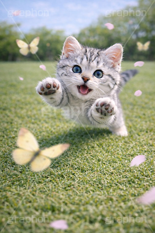 春のお散歩,蝶々,ちょうちょ,ちょう,追いかけ,芝生,春,公園,散歩,にゃー,ニャー,アメリカンショートヘアの子猫,ねこ,ネコ,猫,子猫,キャット,アメリカンショートヘア,アメショ,はしゃぐ,かわいい,カワイイ,可愛い,キュート,ペット,動物,cute,pet,cat,spring,AI生成素材