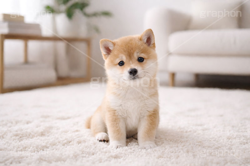 豆柴の子犬,いぬ,イヌ,犬,子犬,ドッグ,豆柴,かわいい,カワイイ,可愛い,キュート,ペット,動物,cute,pet,dog,AI生成素材