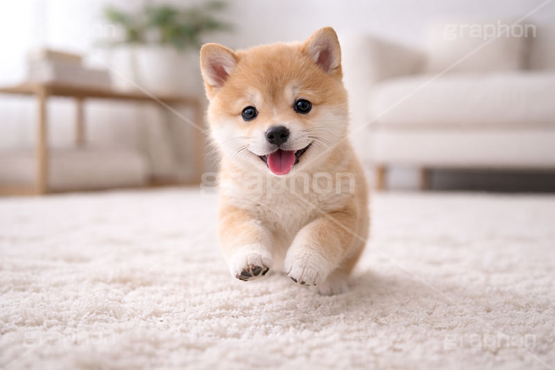 豆柴の子犬,遊び,走る,駆けっこ,一生懸命,いぬ,イヌ,犬,子犬,ドッグ,豆柴,かわいい,カワイイ,可愛い,キュート,ペット,動物,cute,pet,dog,AI生成素材