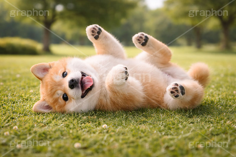 じゃれる,ゴロゴロ,ごろごろ,豆柴の子犬,公園,芝生,甘え,いぬ,イヌ,犬,子犬,ドッグ,豆柴,かわいい,カワイイ,可愛い,キュート,ペット,動物,cute,pet,dog,AI生成素材