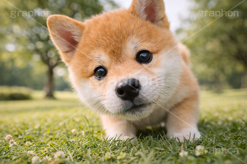 じゃれる,のぞく,覗く,興味,豆柴の子犬,公園,芝生,いぬ,イヌ,犬,子犬,ドッグ,豆柴,かわいい,カワイイ,可愛い,キュート,ペット,動物,cute,pet,dog,AI生成素材