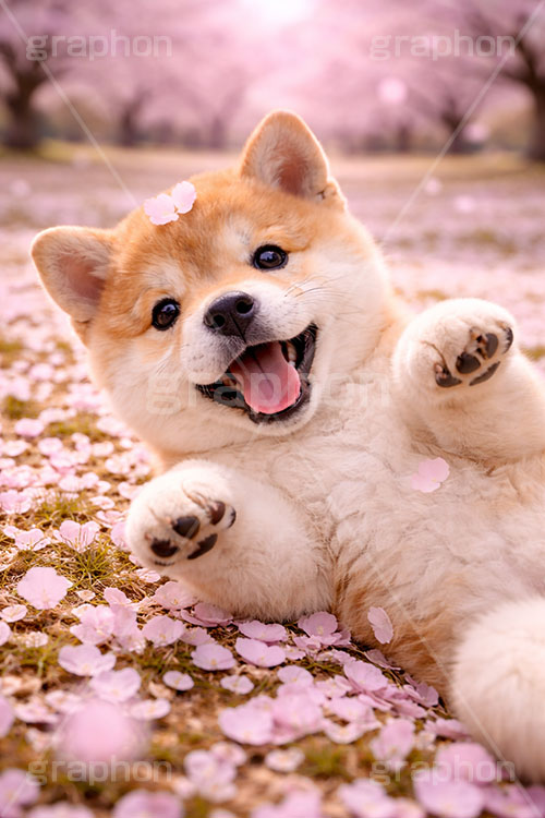 桜のじゅうたん,じゃれる,桜,さくら,サクラ,春,花見,花弁,花びら,散る,桜の花びら,花吹雪,公園,散歩,豆柴の子犬,公園,いぬ,イヌ,犬,子犬,ドッグ,豆柴,甘え,かわいい,カワイイ,可愛い,キュート,ペット,動物,cute,pet,dog,spring,AI生成素材