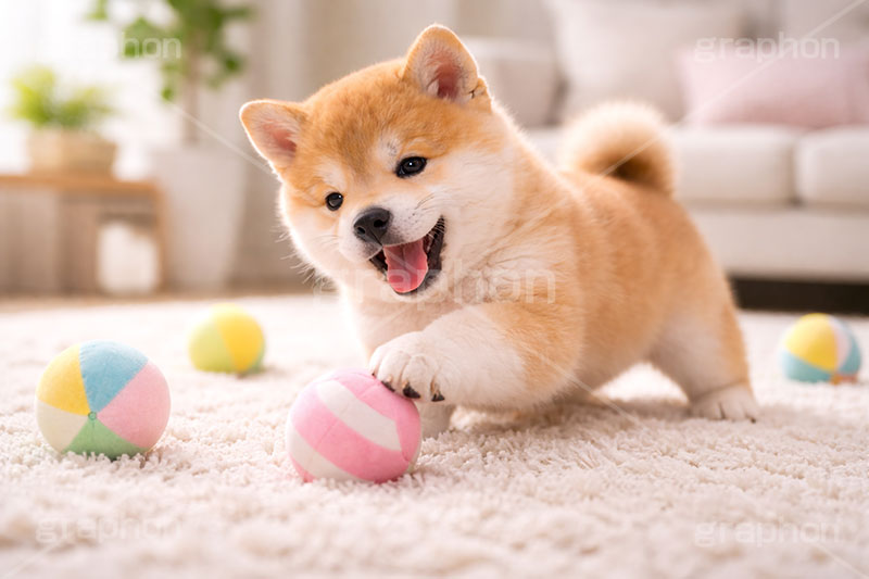 ボール遊び,ボール,遊び,じゃれる,楽しい,豆柴の子犬,いぬ,イヌ,犬,子犬,ドッグ,豆柴,かわいい,カワイイ,可愛い,キュート,ペット,動物,cute,pet,dog,AI生成素材