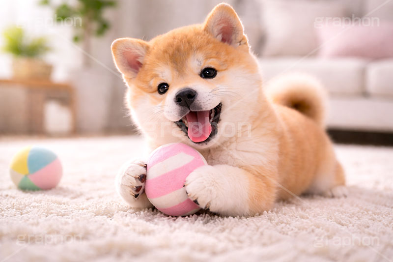 ボール遊び,ボール,遊び,じゃれる,楽しい,豆柴の子犬,いぬ,イヌ,犬,子犬,ドッグ,豆柴,かわいい,カワイイ,可愛い,キュート,ペット,動物,cute,pet,dog,AI生成素材