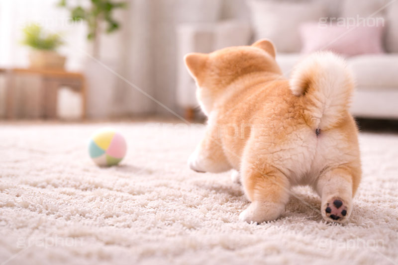 ボール遊び,ボール,遊び,じゃれる,後ろ,後ろ姿,楽しい,豆柴の子犬,いぬ,イヌ,犬,子犬,ドッグ,豆柴,かわいい,カワイイ,可愛い,キュート,ペット,動物,cute,pet,dog,AI生成素材