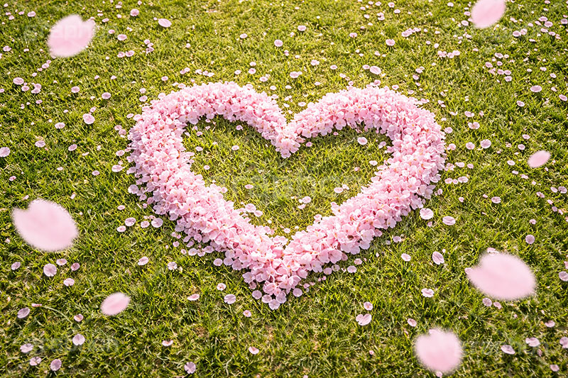 桜のハート,ハート,ラブ,告白,恋愛,恋,愛,芝生,公園,桜の花びら,さくら,桜,花,フラワー,春,花びら,花弁,満開,咲く,ピンク,プリ画,ロマンチック,ウェディング,プロポーズ,バレンタイン,ホワイトデー,ポエム,ピンク,blossom,japan,spring,flower,love,heart,AI生成素材