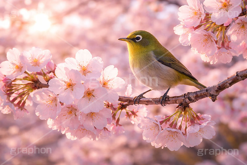 桜とメジロ,目白,メジロ,めじろ,鳥,野鳥,野生,桜の花びら,さくら,桜,花,フラワー,春,花びら,花弁,満開,咲く,ピンク,暖かい,blossom,japan,spring,flower,bird,AI生成素材