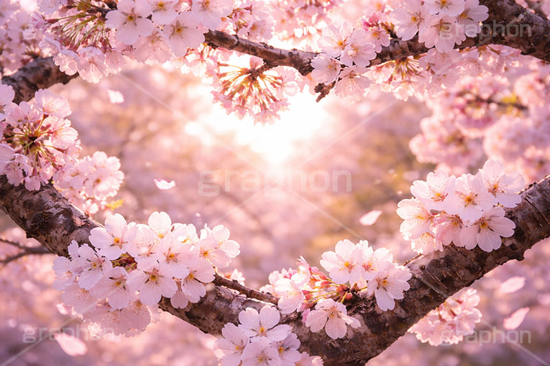 桜のハート,ハート,ラブ,告白,恋愛,恋,愛,芝生,公園,桜の花びら,さくら,桜,花,フラワー,春,花びら,花弁,満開,咲く,プリ画,ロマンチック,ウェディング,プロポーズ,バレンタイン,ホワイトデー,ポエム,ピンク,blossom,japan,spring,flower,love,heart,AI生成素材