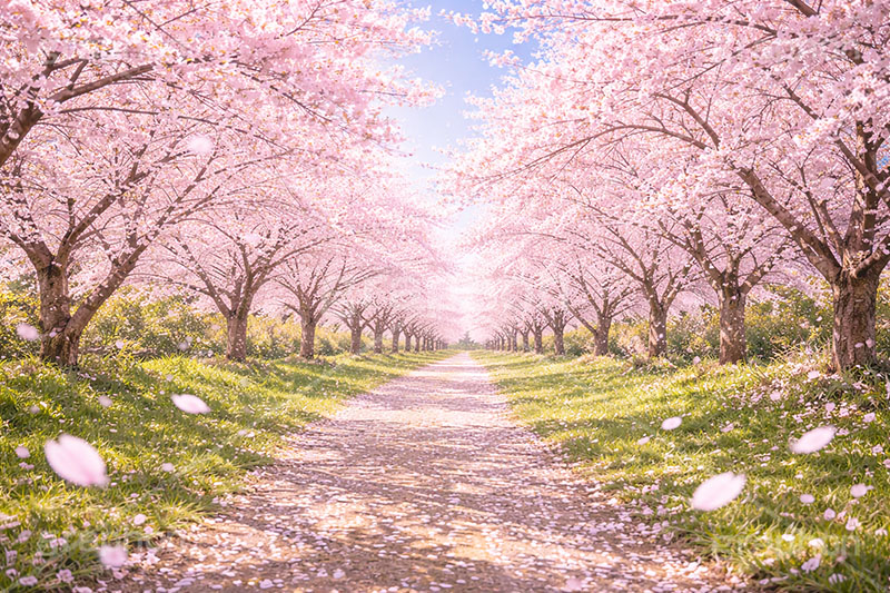 桜並木,満開,桜,さくら,サクラ,花見,ブロッサム,春,花,花びら,花弁,背景,blossom,spring,flower,AI生成素材