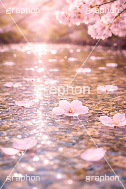流れる桜の花,流れる,川,散る,桜,さくら,サクラ,花見,ブロッサム,春,花,花びら,花弁,背景,blossom,spring,flower,AI生成素材