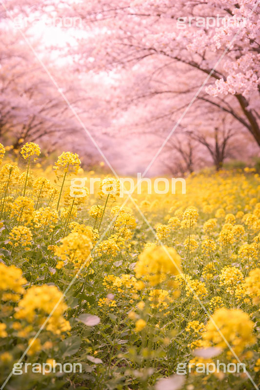 桜と菜の花,菜の花,菜の花畑,桜,さくら,サクラ,花見,ブロッサム,春,花,花びら,花弁,背景,blossom,spring,flower,AI生成素材