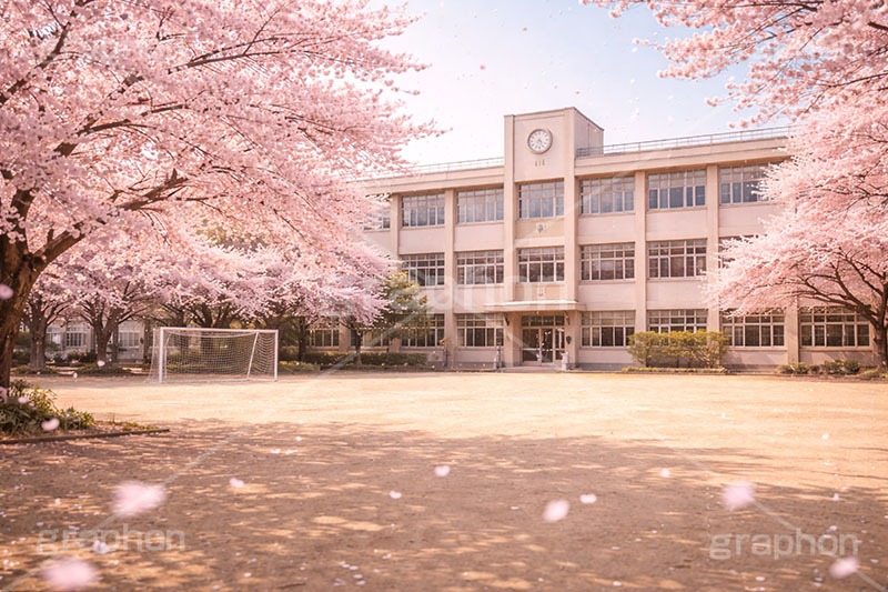 卒業式,卒業,別れ,学校,校庭,グラウンド,桜,さくら,サクラ,花見,ブロッサム,春,花,花びら,花弁,背景,blossom,spring,flower,AI生成素材