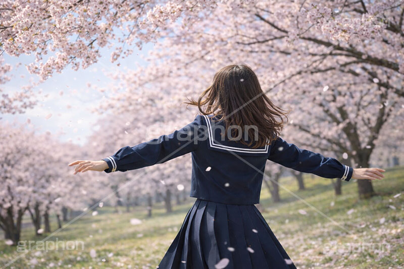 お花見さんぽ,散歩,さんぽ,女性,女子,女子高生,高校生,女子高校生,セーラー服,人物,満開,桜,さくら,サクラ,花見,ブロッサム,春,花,花びら,花弁,背景,blossom,spring,flower,AI生成素材