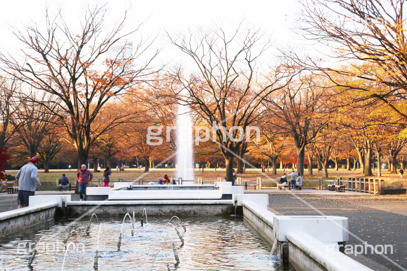 代々木公園,代々木,渋谷区,自然,草木,紅葉,こうよう,いちょう,イチョウ,噴水,ふんすい,ファウンテン,japan,autumn,tokyo,渋谷,原宿