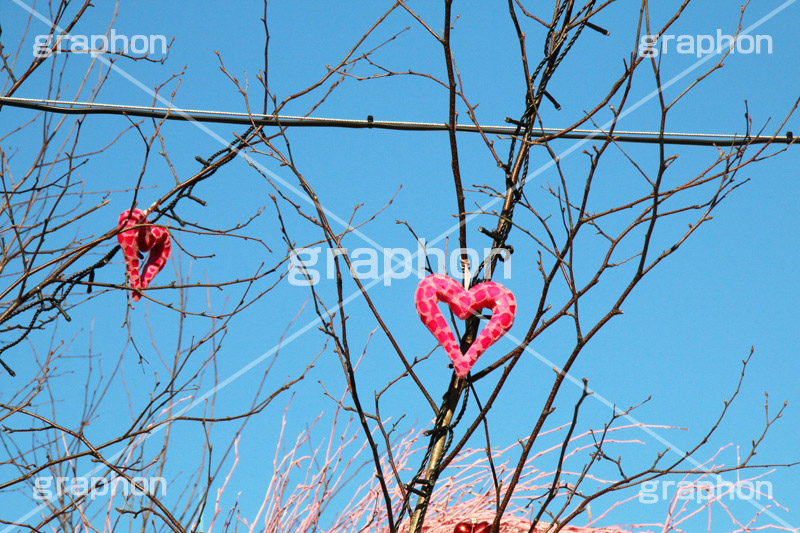 ハートのオーナメント,飾り,ハート,はーと,ラブ,らぶ,LOVE,バレンタイン,valentine,ロマンス,ロマンチック,ピンクの,heart,イベント,恋愛,失恋,恋,愛,行事,ホワイトデー