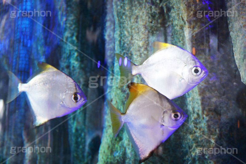 海水魚,水族館,アクアリウム,アクア,魚,深海,シルバー,ヒレ,水槽,黄色,光り,イエロー,フィッシュ,fish,aquarium