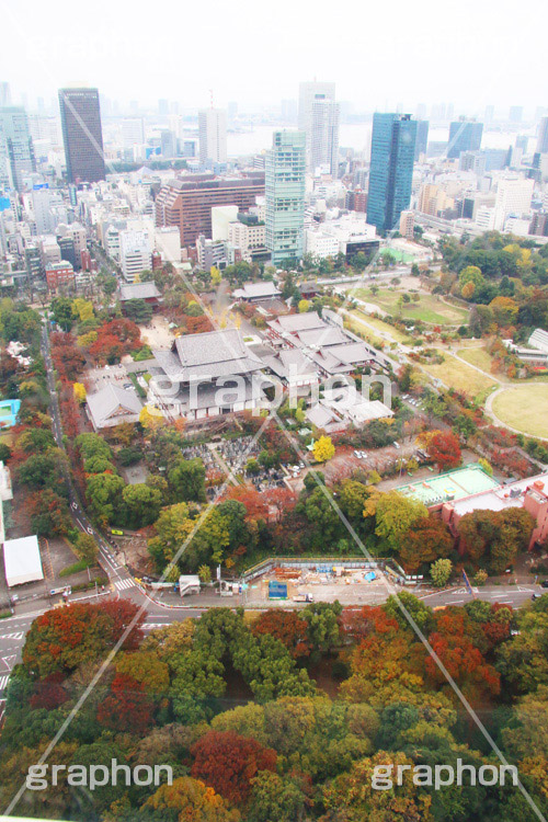 増上寺,寺,東京タワー,展望台,展望,眺め,ながめ,見下ろす,Tokyo Tower,港区,東京,一望,見晴,寺院