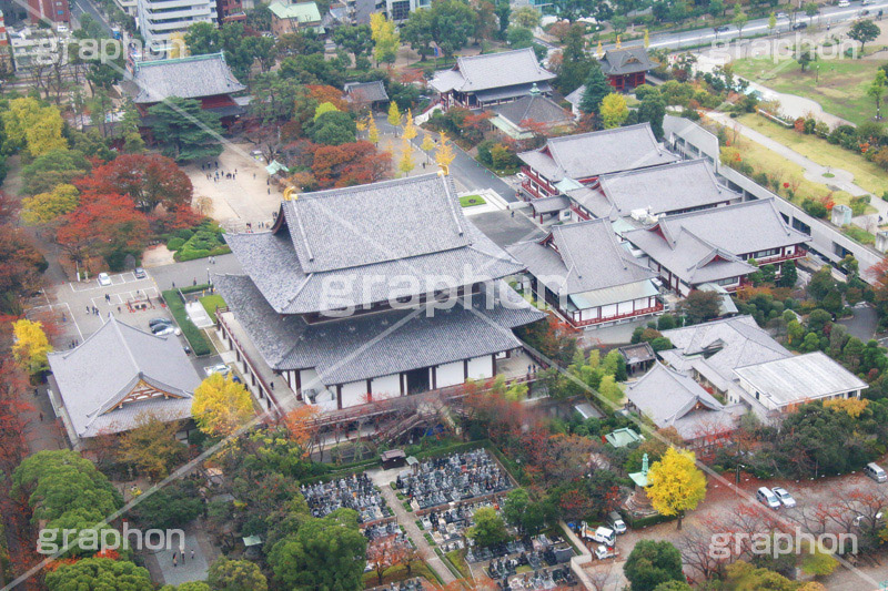 増上寺,寺,東京タワー,展望台,展望,眺め,ながめ,見下ろす,Tokyo Tower,港区,東京,一望,見晴,寺院