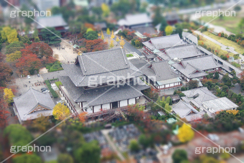 増上寺,寺,東京タワー,展望台,展望,眺め,ながめ,見下ろす,Tokyo Tower,港区,東京,一望,見晴,寺院