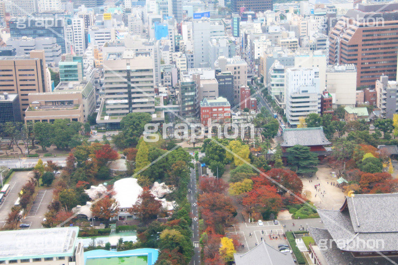 増上寺,寺,東京タワー,展望台,展望,眺め,ながめ,見下ろす,Tokyo Tower,港区,東京,一望,見晴,寺院