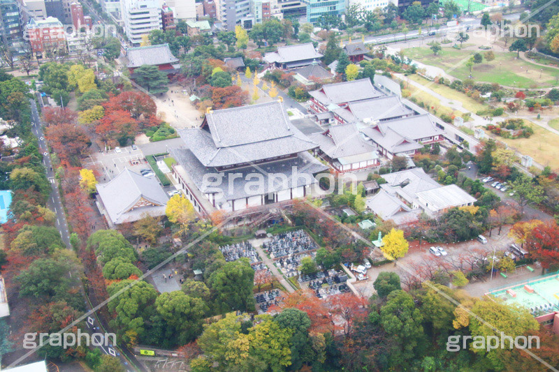 増上寺,寺,東京タワー,展望台,展望,眺め,ながめ,見下ろす,Tokyo Tower,港区,東京,一望,見晴,寺院