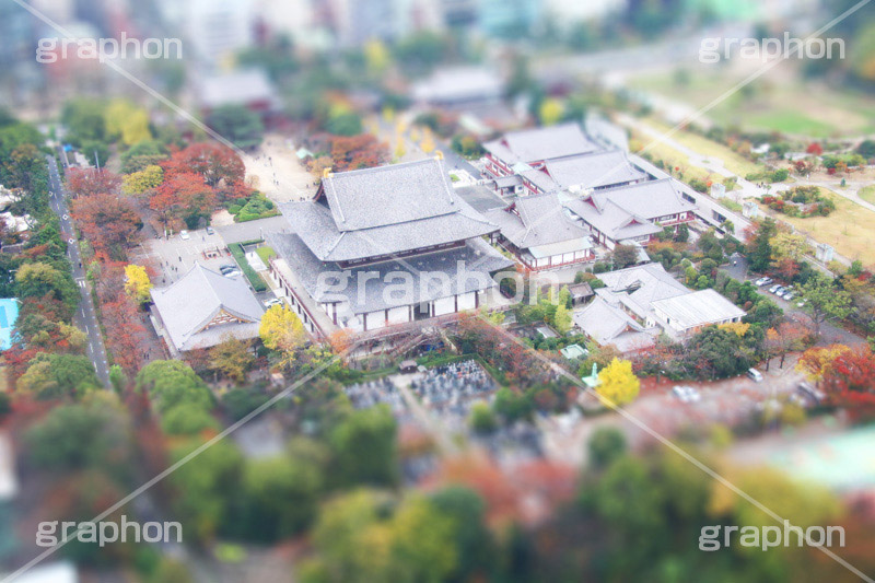 増上寺,寺,東京タワー,展望台,展望,眺め,ながめ,見下ろす,Tokyo Tower,港区,東京,一望,見晴,寺院