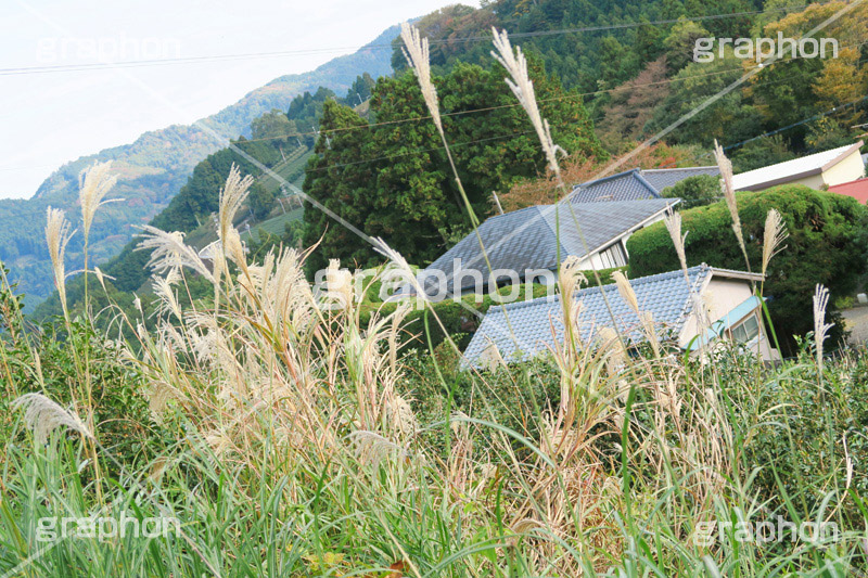 ススキと山,ススキ,薄,すすき,山,やま,自然,空,景色,山頂,雲,地形,木々,草木,絶景,眺め,標高