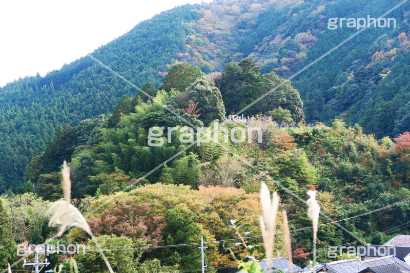 ススキと山,ススキ,薄,すすき,山,やま,自然,空,景色,山頂,雲,地形,木々,草木,絶景,眺め,標高