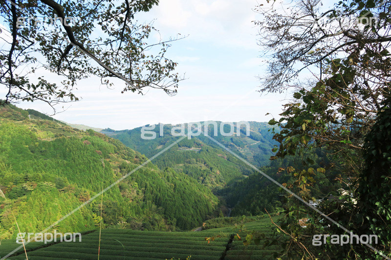 茶畑,お茶,畑,山,やま,自然,空,景色,山頂,雲,地形,木々,草木,絶景,眺め,標高