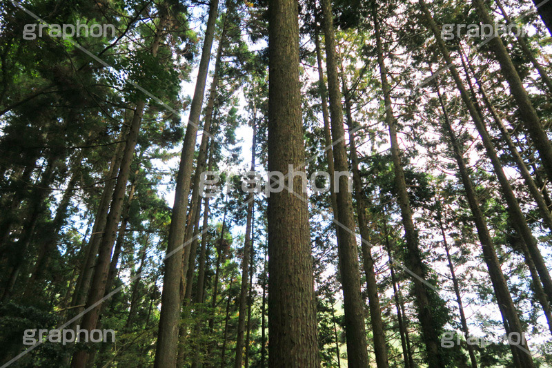 林道,林,森,山道,自然,景色,木々,草木,山奥