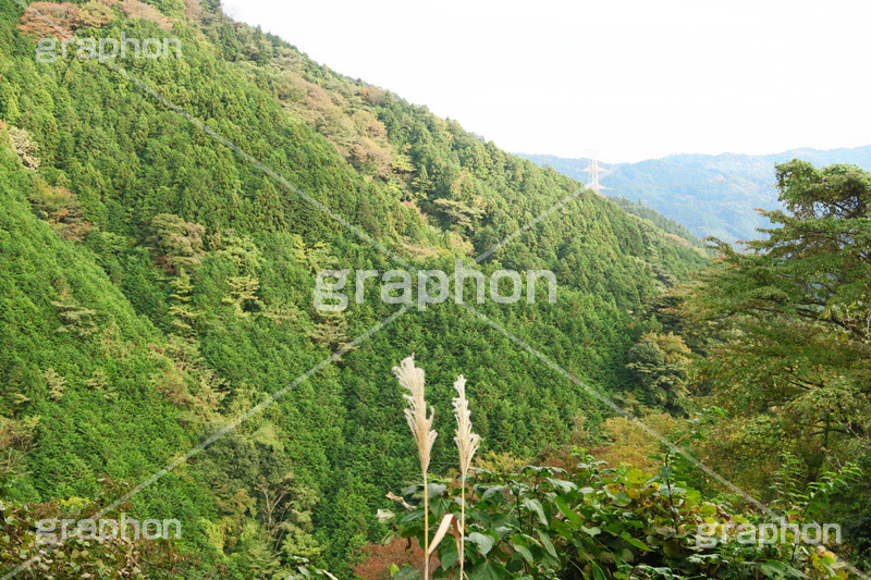 ススキと山,ススキ,薄,すすき,山,やま,自然,空,景色,山頂,雲,地形,木々,草木,絶景,眺め,標高