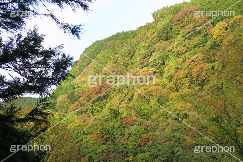 紅葉する山,紅葉,山,やま,自然,空,景色,山頂,雲,地形,木々,草木,絶景,眺め,標高,japan,autumn